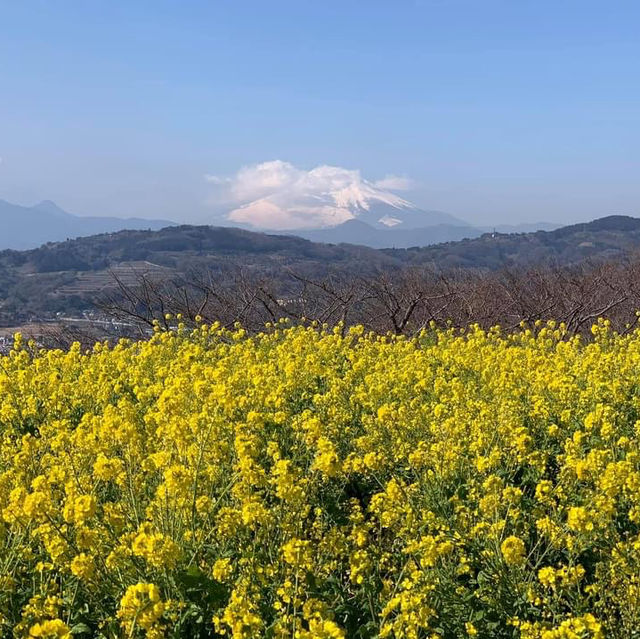 吾妻山公園