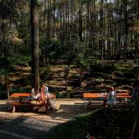 TANGKUBAN MOUNTAIN COFFE - LEMBANG