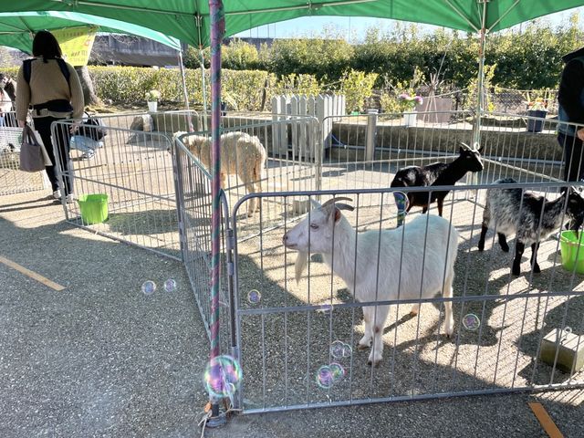 岐阜県🐏🐔💓【移動動物園　プチZOO】