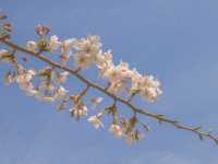 벚꽃 아래에서 인생샷 건질 수 있는 벚꽃명소🌸 :: 서울숲