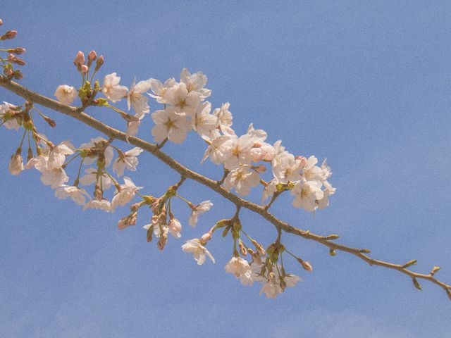 벚꽃 아래에서 인생샷 건질 수 있는 벚꽃명소🌸 :: 서울숲