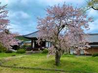 京都　KYOTO SAKURAめぐり❗️大覚寺の桜に感動❗️