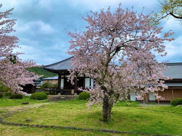 京都　KYOTO SAKURAめぐり❗️大覚寺の桜に感動❗️