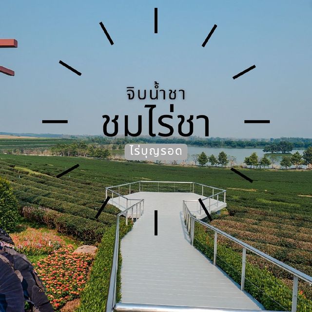 🌱จิบน้ำชา ชมไร่ชา 🌳