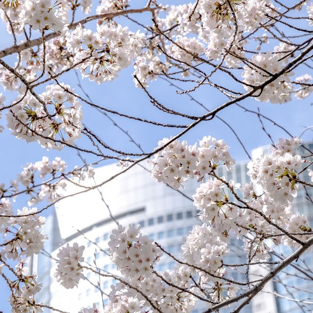 六本木さくら坂の桜並木