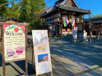 京都　SAKURA 桜めぐり❗️高台寺の桜に感動❗️