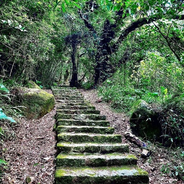 炎夏好去處-綠意盎然的中正山登山步道!