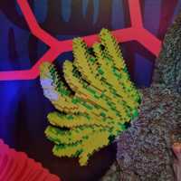 Find The Lego Figurines Located In Sealife