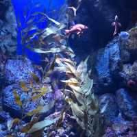新加坡🇸🇬聖淘沙最大水族館‼️觀賞魚群好地方