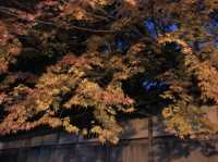 【滋賀】紅葉ライトアップ！彦根城をご紹介