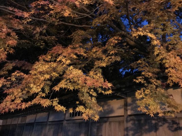【滋賀】紅葉ライトアップ！彦根城をご紹介