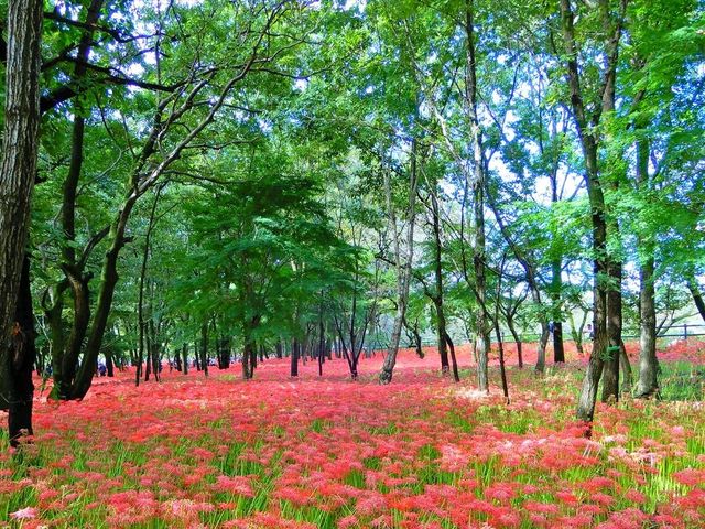 巾着田の曼珠沙華に心奪われる。