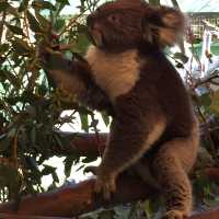 Caversham Wildlife Park 