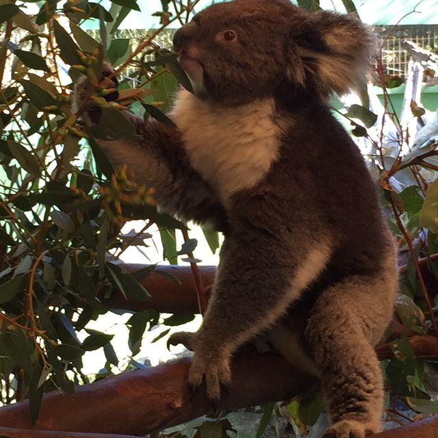 Caversham Wildlife Park 