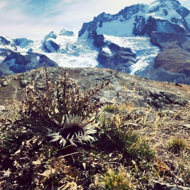 The Magical View Of Gornegrat,Zermatt❤️