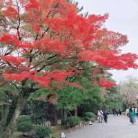 秋の平等院鳳凰堂　宇治