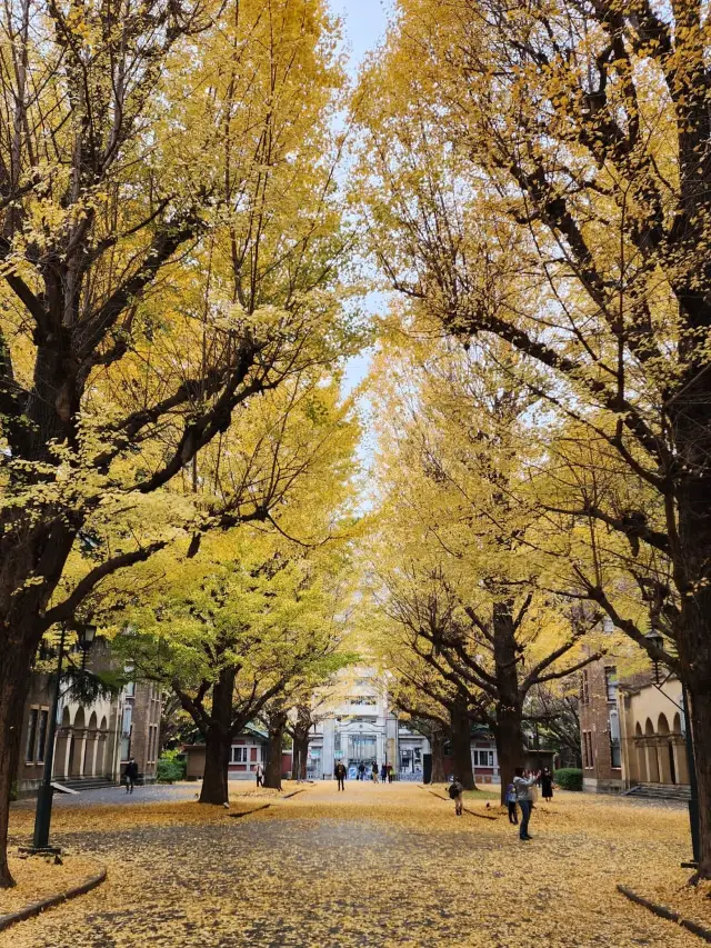 🇯🇵東京大學-超美銀杏景色🍂