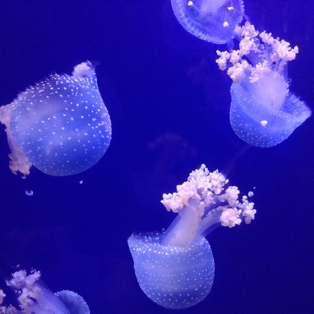 Shanghai Ocean Aquarium.