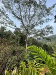 Mount Court Munnar - Pensions