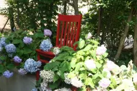 Hydrangea House Inn Hotels in 