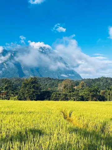 รูปภาพของหลงข้าว - เชียงดาว