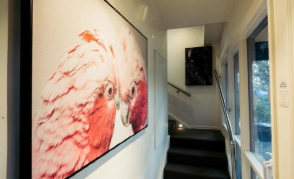 Deville at Healesville