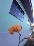 Pousada Lar do Sossego - Desayuno