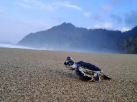 Green Ijen Homestay and Tour