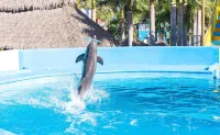 Splash Inn Nuevo Vallarta & Parque Acuatico - Kolam Renang