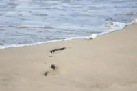 Inn Between Waves