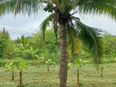 คุณยายเขียว โฮมสเตย์ โรงแรมในอำเภอ ท่ายาง