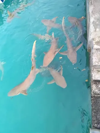 Rashuthere Maldives Отели в г. Rasdhoo