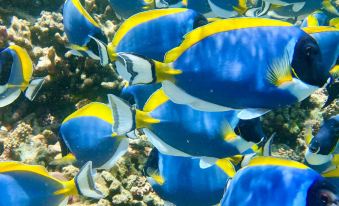 Reef Edge Thulusdhoo