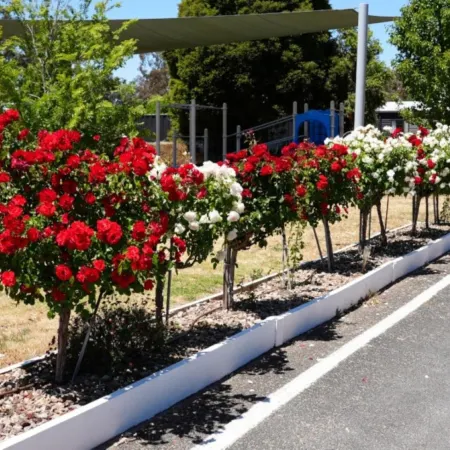 Stawell Grampians Gate C & C Park