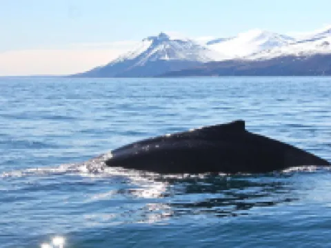 Post-Plaza Guesthouse Hotels in Husavik