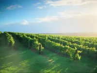 Branxton House Motel Hotels in Lovedale