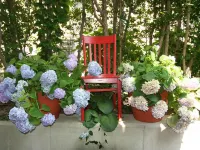 Hydrangea House Inn Hotels in Newport