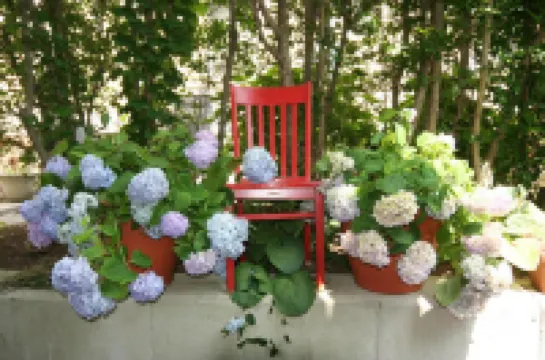 Hydrangea House Inn Hotel di 