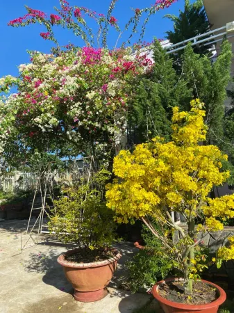 NHÀ MÁ TOÁN - Bảo Lộc