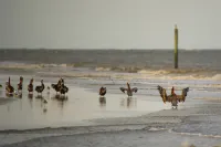 The Westin Jekyll Island Beach Resort - Beach