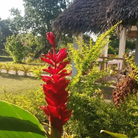 Alofa Beach Bungalows