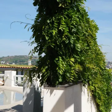 Pharus Miseni Suites and Rooms