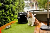 Intercity São Paulo Ibirapuera - Pet friendly