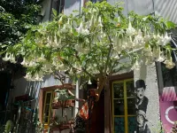 Art Hostel Casa Chaman Hotels in Valparaiso