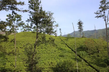 The Tea View Guest Ella