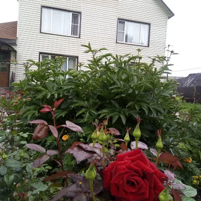 Kamchatdar فنادق في 