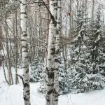 Pastorskoe Lake Holiday Park