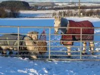 Blairmains Guest House Hotels in Shotts
