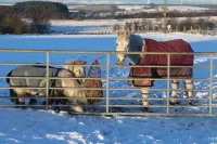 Blairmains Guest House - acceptant les animaux