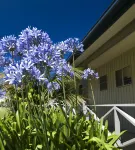 더 크레스트 아파트먼트 킹스턴